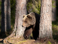 Finnish Bears