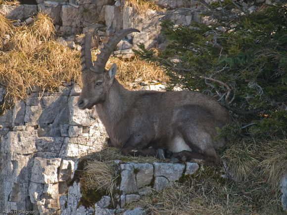 European Ibex