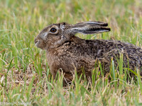 European (Brown) Hare