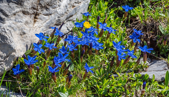 Gentian and Buttercup