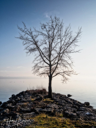 Tree on the Lakeshore