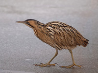 Great Bittern