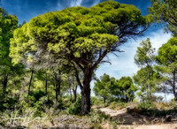 Mediterranean Pine Tree