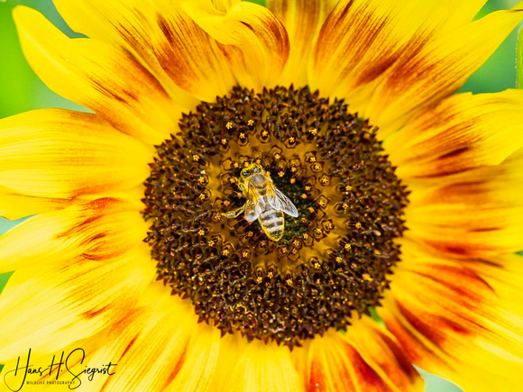 Sunflower with Honeybee