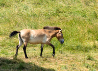 Przewalski's Horse