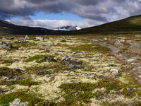 Dovrefjell Norway