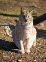 Eurasian Lynx