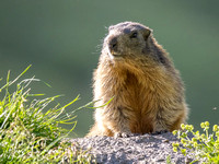 Alpine Marmot