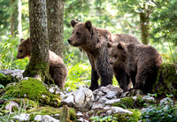 Slovenian Bears