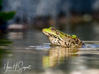 European Amphibians